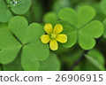 Flowers 26906915