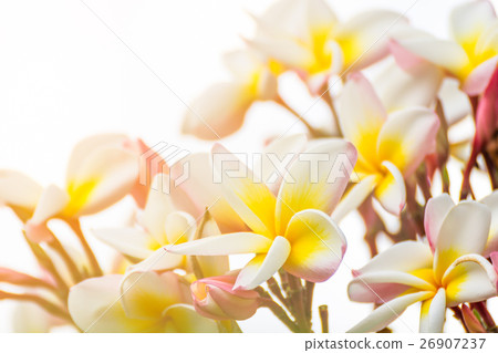 Close up Lan thom flower 26907237