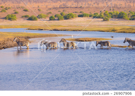 Zebras crossing Chobe river 26907906
