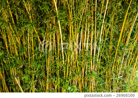 Green bamboo in  forest  26908100