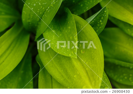 water drops after rain water drops after rain 26908430