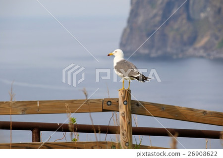 在Utoro“Okhotsk Sea and Kitty Cat” 在Utoro“Okhotsk Sea and Kitty Cat” 26908622