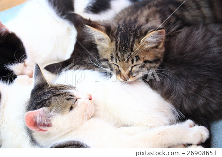 A kitten of a stray field cat A kitten of a stray field cat 26908651