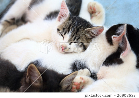 A kitten of a stray field cat A kitten of a stray field cat 26908652