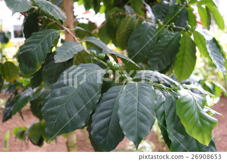 Coffee beans Coffee beans 26908653