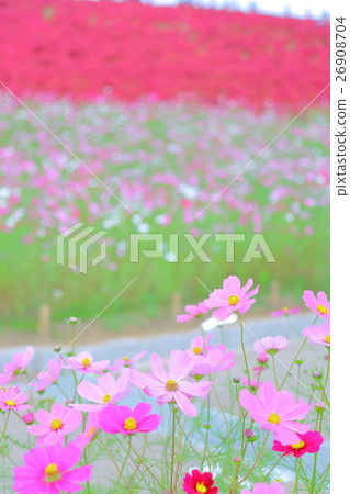 Kokia and Cosmos [茨城縣日立海濱公園] 26908704