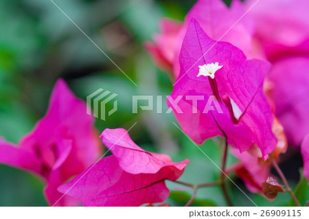 Pink bougainvillea flower 26909115