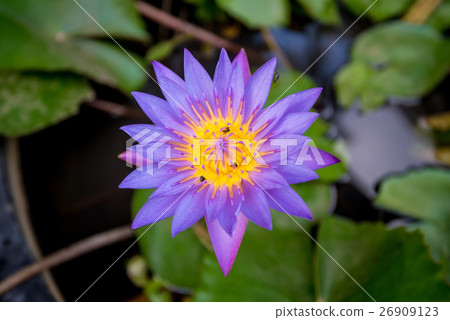 Blue lotus on the pond Blue lotus on the pond 26909123
