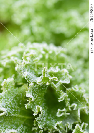 擠奶生菜 26909830