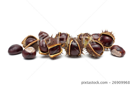 Chestnut fruit isolated on white background. 26909968