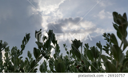 leaves and the sky 26910757