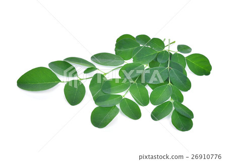 Moringa leaves isolate on white background 26910776