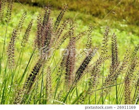 Tikarashiba / Asakawa Tikarashiba / Asakawa 26911169