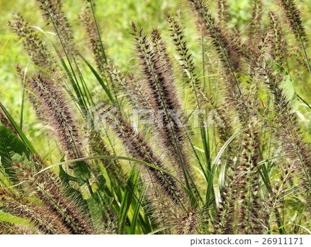 Tikarashiba / Asakawa Tikarashiba / Asakawa 26911171