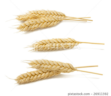 Wheat ears set 2 isolated on white background 26911392