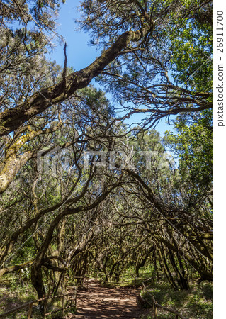 Garajonay Natural Nacional Park at La Gomera 26911700