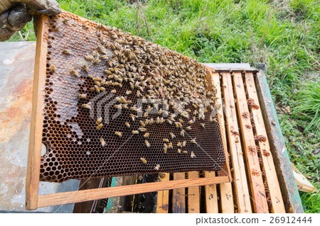 Open hive, beekeeping Open hive, beekeeping 26912444