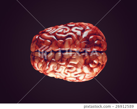 Realistic brain illustration Realistic brain illustration 26912589