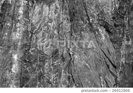 Black and white texture of kelp (seaweed) 26912808