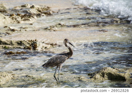 Mexican heron bird beach del carmen Yucatan 2 26912826