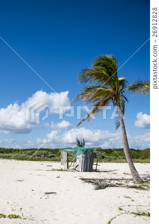Beach Palm at Playa del Carmen Mexico Yucatan 26912828