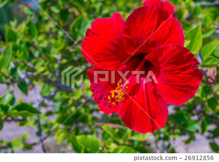Red hibiscus in sunlight spring nature backgroun 26912856