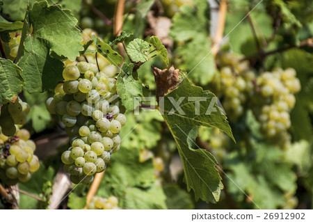 white Wine grapes Region Moselle Winningen 11 26912902