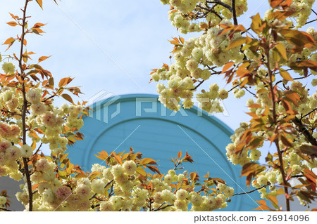 Osaka Mint Cherry Blossom Cultivar "Suma UPPE Wisdom" Suu Maura Hugenzo 26914096