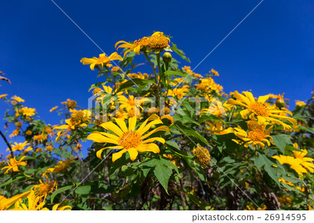 Mexican Sunflower Thailand 26914595