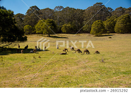 一群野生袋鼠 26915292