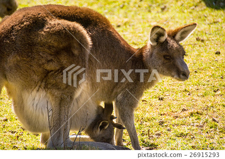 一群野生袋鼠 一群野生袋鼠 26915293