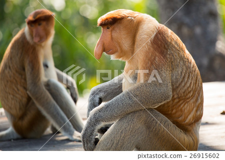 Portrait of fabulous long-nosed monkey 26915602
