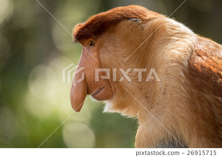 Portrait of fabulous long-nosed monkey Portrait of fabulous long-nosed monkey 26915715