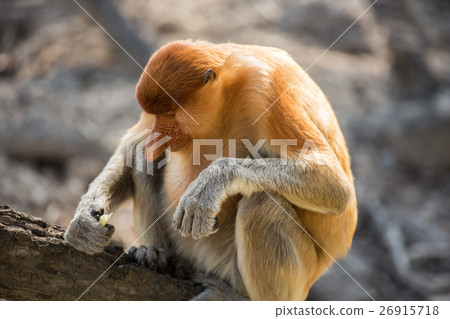 Portrait of fabulous long-nosed monkey Portrait of fabulous long-nosed monkey 26915718