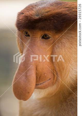 Portrait of fabulous long-nosed monkey 26915726