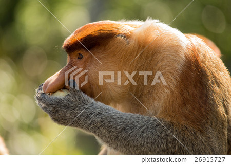 Portrait of fabulous long-nosed monkey Portrait of fabulous long-nosed monkey 26915727
