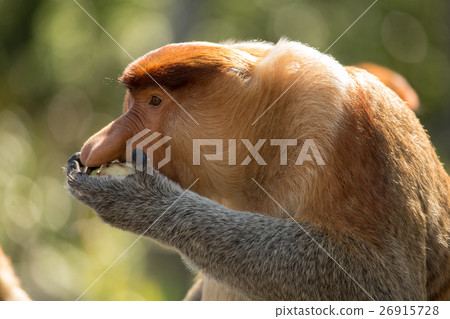 Portrait of fabulous long-nosed monkey 26915728