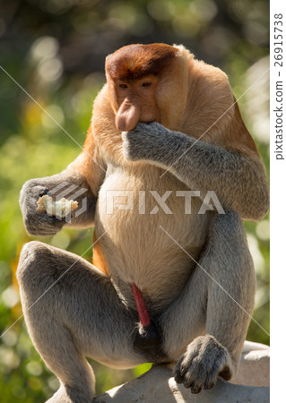 Portrait of fabulous long-nosed monkey Portrait of fabulous long-nosed monkey 26915738