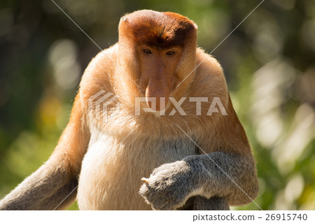 Portrait of fabulous long-nosed monkey 26915740