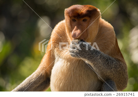 Portrait of fabulous long-nosed monkey Portrait of fabulous long-nosed monkey 26915741