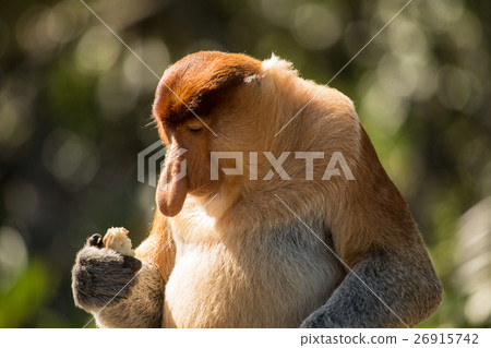 Portrait of fabulous long-nosed monkey 26915742