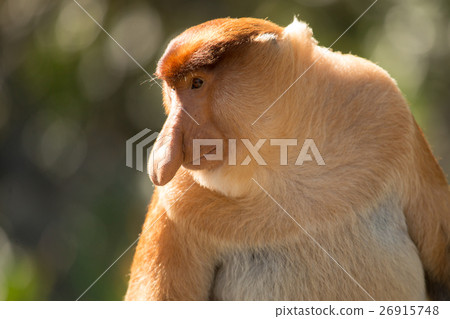 Portrait of fabulous long-nosed monkey 26915748
