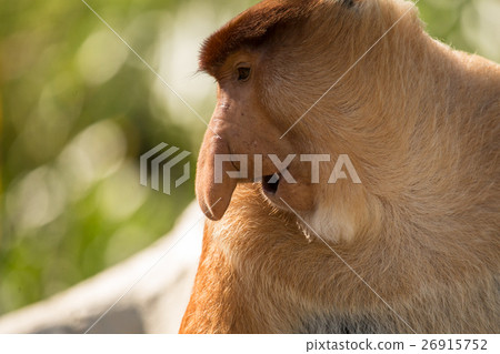 Portrait of fabulous long-nosed monkey 26915752