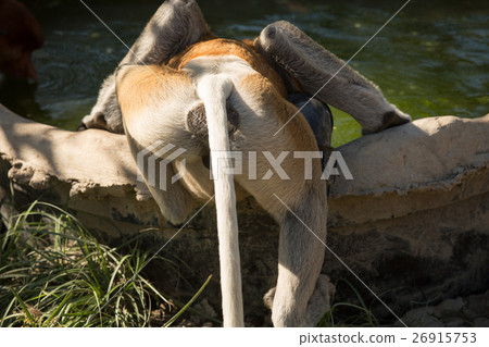 Portrait of fabulous long-nosed monkey 26915753