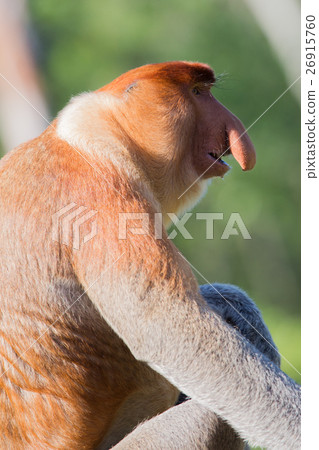 Portrait of fabulous long-nosed monkey Portrait of fabulous long-nosed monkey 26915760