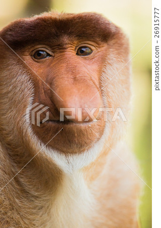 Portrait of fabulous long-nosed monkey 26915777