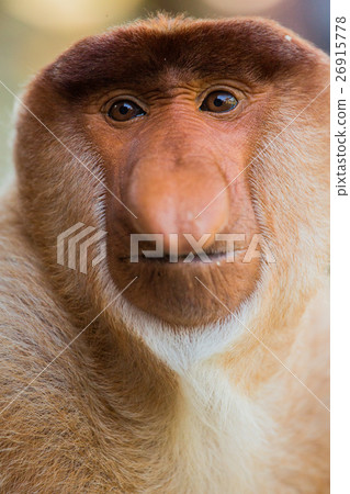 Portrait of fabulous long-nosed monkey 26915778