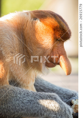 Portrait of fabulous long-nosed monkey 26915779