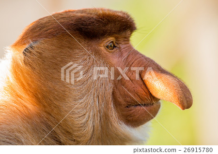 Portrait of fabulous long-nosed monkey Portrait of fabulous long-nosed monkey 26915780
