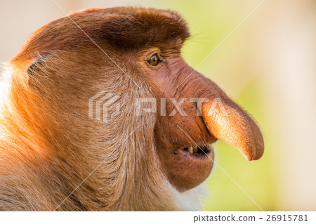 Portrait of fabulous long-nosed monkey Portrait of fabulous long-nosed monkey 26915781